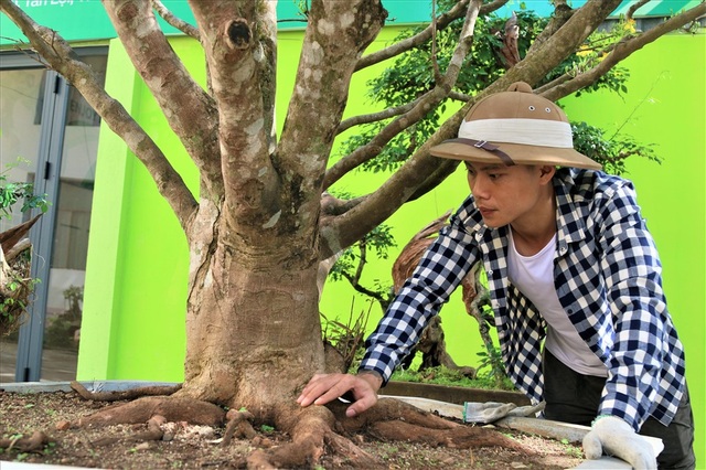 Cây khế 19 thân cực kỳ hiếm, khách trả hơn 300 triệu đồng vẫn chưa bán - 7 Cây khế 19 thân cực kỳ hiếm, khách trả hơn 300 triệu đồng vẫn chưa bán - 7