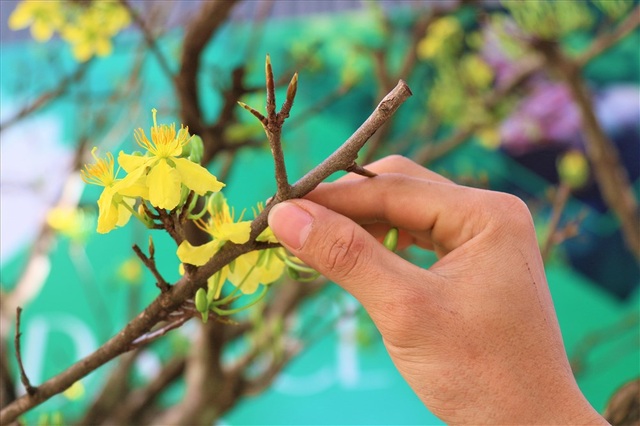 Cây khế 19 thân cực kỳ hiếm, khách trả hơn 300 triệu đồng vẫn chưa bán - 8 Cây khế 19 thân cực kỳ hiếm, khách trả hơn 300 triệu đồng vẫn chưa bán - 8