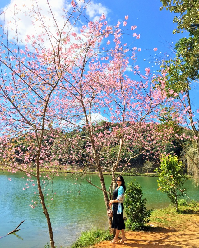 Mùa hoa mai anh đào nhuộm hồng Đà Lạt thứ 2” - 9 Mùa hoa mai anh đào nhuộm hồng Đà Lạt thứ 2” - 9