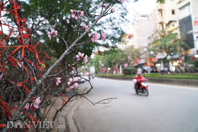 Cành đào rừng 10 năm tuổi được rao bán 200 triệu đồng ở Hà Nội - 2 Cành đào rừng 10 năm tuổi được rao bán 200 triệu đồng ở Hà Nội - 2