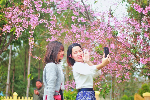 Mùa hoa mai anh đào nhuộm hồng Đà Lạt thứ 2” - 5 Mùa hoa mai anh đào nhuộm hồng Đà Lạt thứ 2” - 5