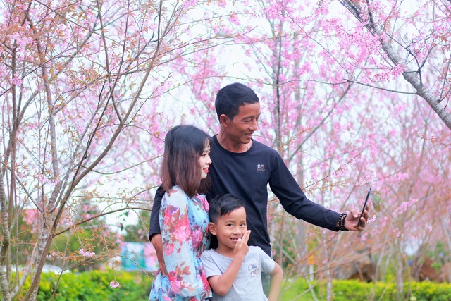 Mùa hoa mai anh đào nhuộm hồng Đà Lạt thứ 2” - 6 Mùa hoa mai anh đào nhuộm hồng Đà Lạt thứ 2” - 6