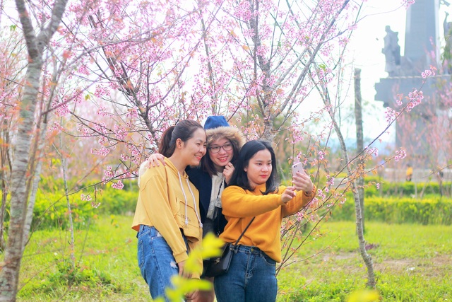 Mùa hoa mai anh đào nhuộm hồng Đà Lạt thứ 2” - 2 Mùa hoa mai anh đào nhuộm hồng Đà Lạt thứ 2” - 2