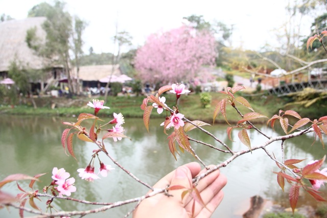 Mùa hoa mai anh đào nhuộm hồng Đà Lạt thứ 2” - 3 Mùa hoa mai anh đào nhuộm hồng Đà Lạt thứ 2” - 3