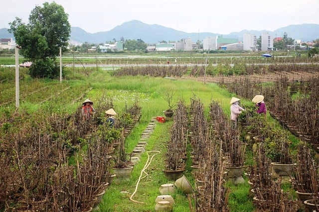 Kiếm tiền Tết: Nghề “ôm cây, lặt lá” phải chịu được đau lưng, mỏi gối - 1 Kiếm tiền Tết: Nghề “ôm cây, lặt lá” phải chịu được đau lưng, mỏi gối - 1