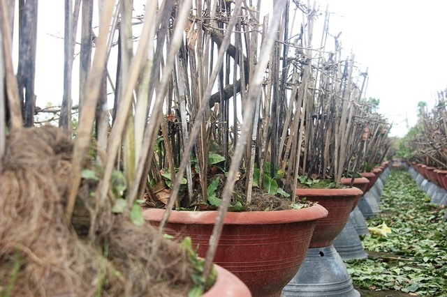 Kiếm tiền Tết: Nghề “ôm cây, lặt lá” phải chịu được đau lưng, mỏi gối - 10 Kiếm tiền Tết: Nghề “ôm cây, lặt lá” phải chịu được đau lưng, mỏi gối - 10