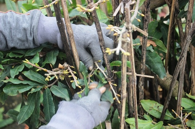 Kiếm tiền Tết: Nghề “ôm cây, lặt lá” phải chịu được đau lưng, mỏi gối - 3 Kiếm tiền Tết: Nghề “ôm cây, lặt lá” phải chịu được đau lưng, mỏi gối - 3