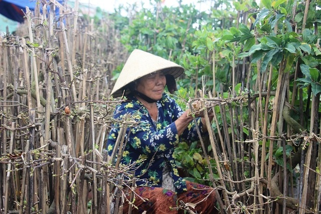 Kiếm tiền Tết: Nghề “ôm cây, lặt lá” phải chịu được đau lưng, mỏi gối - 7 Kiếm tiền Tết: Nghề “ôm cây, lặt lá” phải chịu được đau lưng, mỏi gối - 7
