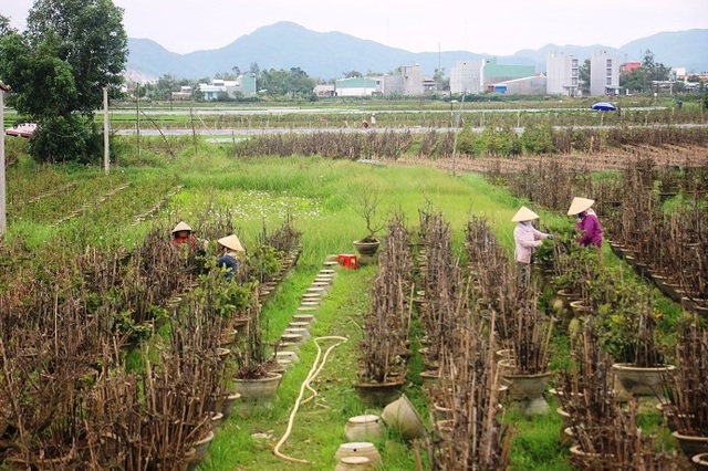 Kiếm tiền Tết: Nghề “ôm cây, lặt lá” phải chịu được đau lưng, mỏi gối - 8 Kiếm tiền Tết: Nghề “ôm cây, lặt lá” phải chịu được đau lưng, mỏi gối - 8