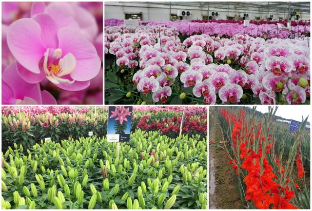 Hành trình hơn một thập kỷ với khát vọng đưa hoa Việt Nam vươn tầm thế giới của các nhà khoa học - 1 Hành trình hơn một thập kỷ với khát vọng đưa hoa Việt Nam vươn tầm thế giới của các nhà khoa học - 1