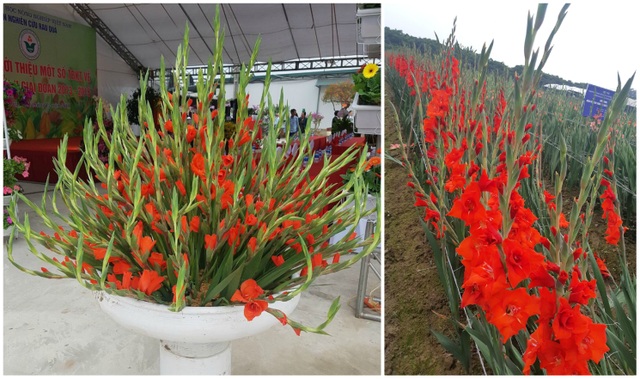 Hành trình hơn một thập kỷ với khát vọng đưa hoa Việt Nam vươn tầm thế giới của các nhà khoa học - 12 Hành trình hơn một thập kỷ với khát vọng đưa hoa Việt Nam vươn tầm thế giới của các nhà khoa học - 12