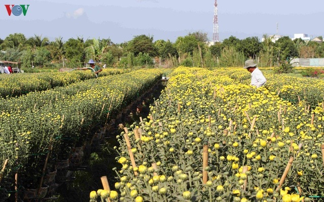 Làng hoa Phó Thọ - Bà Bộ (Cần Thơ) tất bật làm hoa Tết - 1 Làng hoa Phó Thọ - Bà Bộ (Cần Thơ) tất bật làm hoa Tết - 1