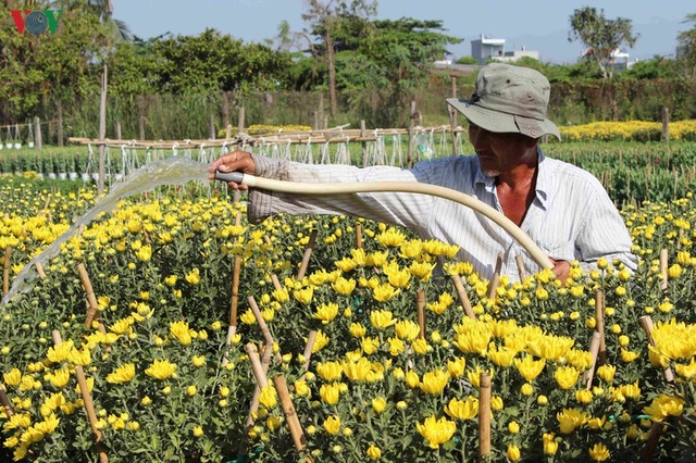 Làng hoa Phó Thọ - Bà Bộ (Cần Thơ) tất bật làm hoa Tết - 2 Làng hoa Phó Thọ - Bà Bộ (Cần Thơ) tất bật làm hoa Tết - 2