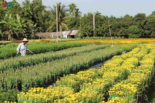 Làng hoa Phó Thọ - Bà Bộ (Cần Thơ) tất bật làm hoa Tết - 3 Làng hoa Phó Thọ - Bà Bộ (Cần Thơ) tất bật làm hoa Tết - 3