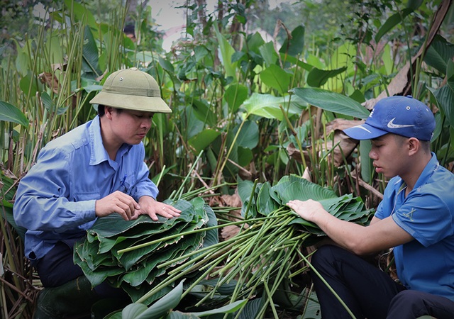 Hà Tĩnh: Thủ phủ lá dong Đức Thọ hối hả vào vụ Tết - 9 Hà Tĩnh: Thủ phủ lá dong Đức Thọ hối hả vào vụ Tết - 9