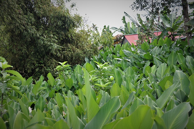 Hà Tĩnh: Thủ phủ lá dong Đức Thọ hối hả vào vụ Tết - 1 Hà Tĩnh: Thủ phủ lá dong Đức Thọ hối hả vào vụ Tết - 1