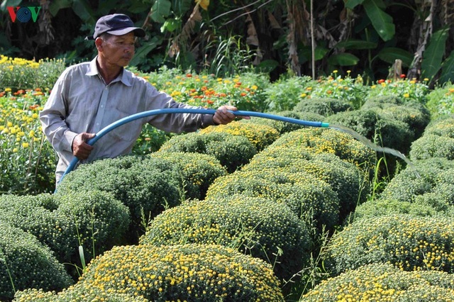Làng hoa Phó Thọ - Bà Bộ (Cần Thơ) tất bật làm hoa Tết - 6 Làng hoa Phó Thọ - Bà Bộ (Cần Thơ) tất bật làm hoa Tết - 6