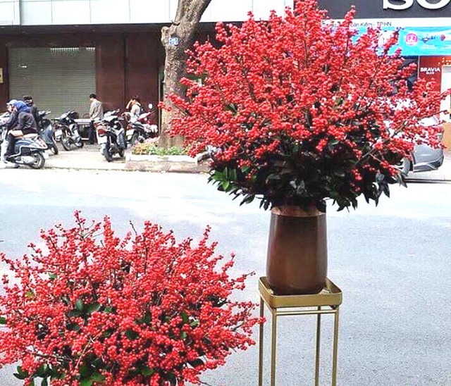 Đại gia chi 100 triệu đồng mua đào đông, hàng Trung Quốc đỏ rực chơi Tết Canh Tý - 3 Đại gia chi 100 triệu đồng mua đào đông, hàng Trung Quốc đỏ rực chơi Tết Canh Tý - 3