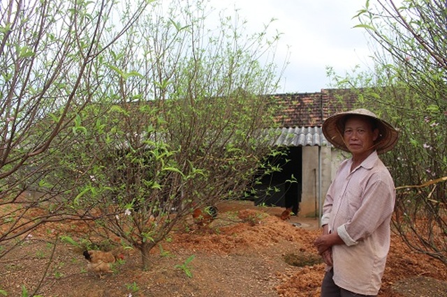 Hà Tĩnh: Đào Tết bung nở rực rỡ, người trồng lo sốt vó - 2 Hà Tĩnh: Đào Tết bung nở rực rỡ, người trồng lo sốt vó - 2