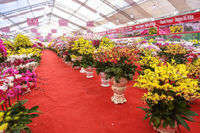 Chậu lan hồ điệp “khủng” cao hai mét, giá trăm triệu phục vụ đại gia chơi Tết Canh Tý - 2 Chậu lan hồ điệp “khủng” cao hai mét, giá trăm triệu phục vụ đại gia chơi Tết Canh Tý - 2