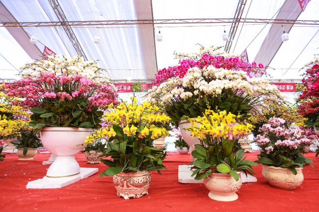 Chậu lan hồ điệp “khủng” cao hai mét, giá trăm triệu phục vụ đại gia chơi Tết Canh Tý - 5 Chậu lan hồ điệp “khủng” cao hai mét, giá trăm triệu phục vụ đại gia chơi Tết Canh Tý - 5