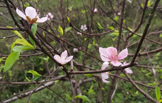 “Thủ phủ” đào dưới chân núi Ngàn Nưa vào vụ Tết - 2 “Thủ phủ” đào dưới chân núi Ngàn Nưa vào vụ Tết - 2