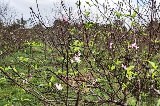 “Thủ phủ” đào dưới chân núi Ngàn Nưa vào vụ Tết - 10 “Thủ phủ” đào dưới chân núi Ngàn Nưa vào vụ Tết - 10