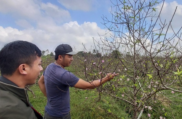 “Thủ phủ” đào dưới chân núi Ngàn Nưa vào vụ Tết - 11 “Thủ phủ” đào dưới chân núi Ngàn Nưa vào vụ Tết - 11