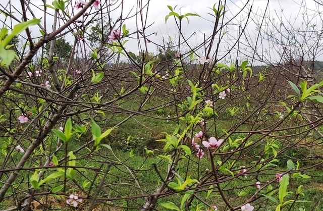“Thủ phủ” đào dưới chân núi Ngàn Nưa vào vụ Tết - 1 “Thủ phủ” đào dưới chân núi Ngàn Nưa vào vụ Tết - 1