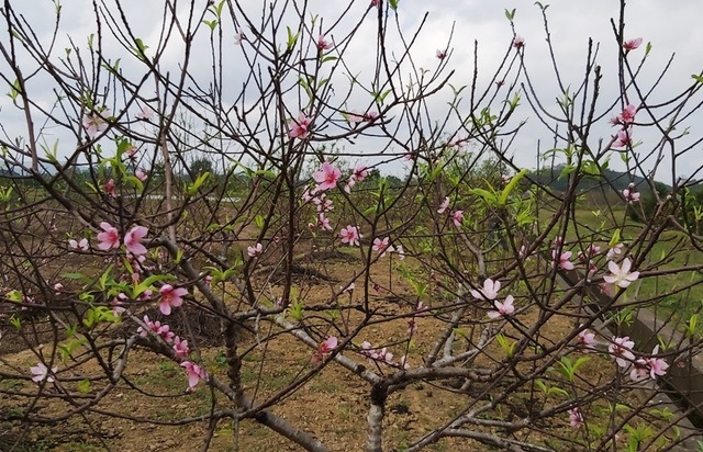 “Thủ phủ” đào dưới chân núi Ngàn Nưa vào vụ Tết - 7 “Thủ phủ” đào dưới chân núi Ngàn Nưa vào vụ Tết - 7