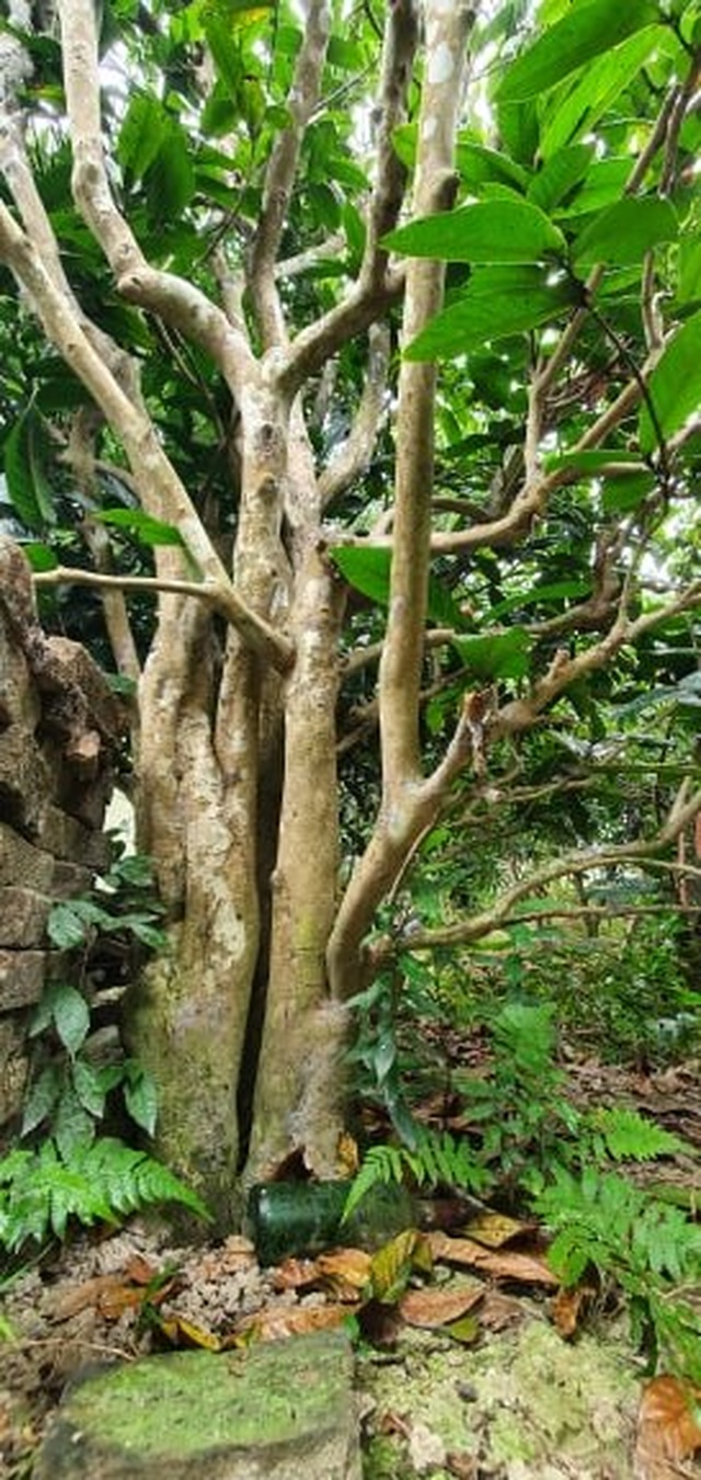 Về làng hoa Đồng Dụ ngắm cây hải đường cổ thụ hơn trăm tuổi - 1 Về làng hoa Đồng Dụ ngắm cây hải đường cổ thụ hơn trăm tuổi - 1
