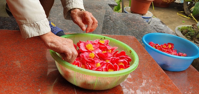 Về làng hoa Đồng Dụ ngắm cây hải đường cổ thụ hơn trăm tuổi - 8 Về làng hoa Đồng Dụ ngắm cây hải đường cổ thụ hơn trăm tuổi - 8