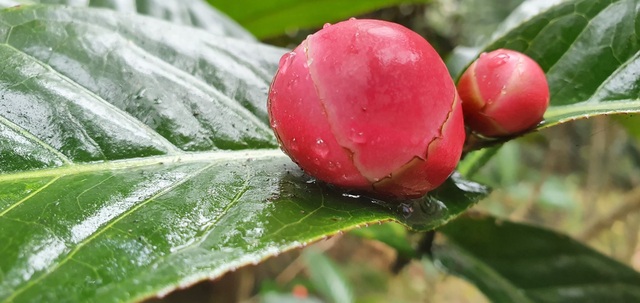 Về làng hoa Đồng Dụ ngắm cây hải đường cổ thụ hơn trăm tuổi - 6 Về làng hoa Đồng Dụ ngắm cây hải đường cổ thụ hơn trăm tuổi - 6