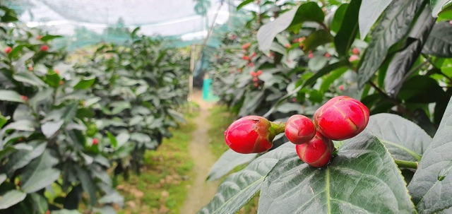 Về làng hoa Đồng Dụ ngắm cây hải đường cổ thụ hơn trăm tuổi - 10 Về làng hoa Đồng Dụ ngắm cây hải đường cổ thụ hơn trăm tuổi - 10