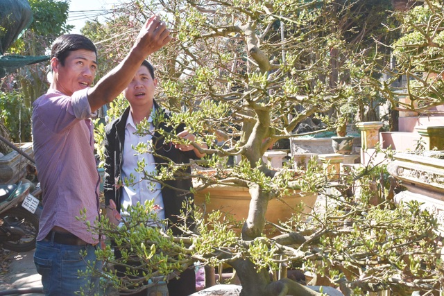 Cận cảnh những gốc mai trăm tuổi có giá “tiền tỷ” - 8 Cận cảnh những gốc mai trăm tuổi có giá “tiền tỷ” - 8
