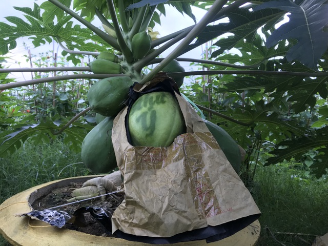 Đu đủ Du du