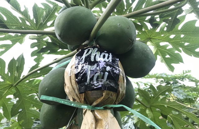 Đu đủ Du du