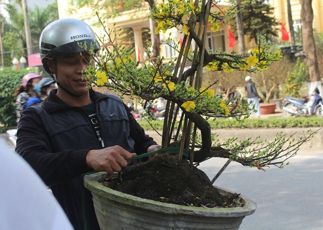 Mai vàng ồ ạt xuống phố, giá nhỉnh hơn so với năm ngoái - 4 Mai vàng ồ ạt xuống phố, giá nhỉnh hơn so với năm ngoái - 4