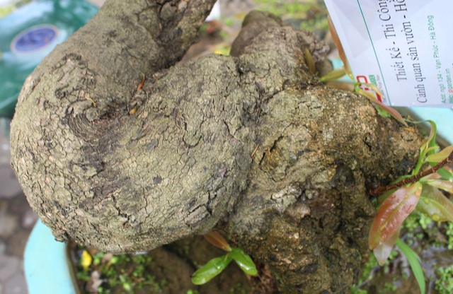 Mai vàng ồ ạt xuống phố, giá nhỉnh hơn so với năm ngoái - 6 Mai vàng ồ ạt xuống phố, giá nhỉnh hơn so với năm ngoái - 6