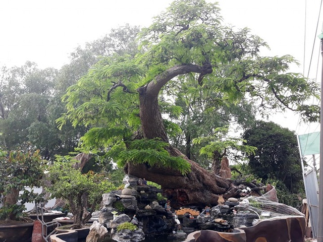 Độc đáo cây me trăm tuổi, được trả giá tiền tỷ tại Sài Gòn - 1 Độc đáo cây me trăm tuổi, được trả giá tiền tỷ tại Sài Gòn - 1