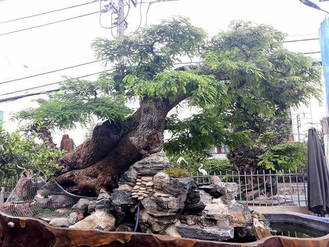Độc đáo cây me trăm tuổi, được trả giá tiền tỷ tại Sài Gòn - 3 Độc đáo cây me trăm tuổi, được trả giá tiền tỷ tại Sài Gòn - 3