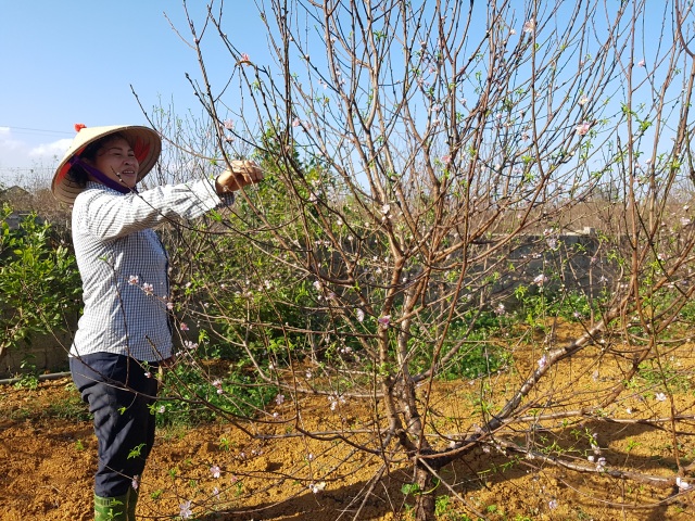Ninh Bình: Kiếm cả tỷ đồng từ đào phai dịp cận Tết - 2 Ninh Bình: Kiếm cả tỷ đồng từ đào phai dịp cận Tết - 2