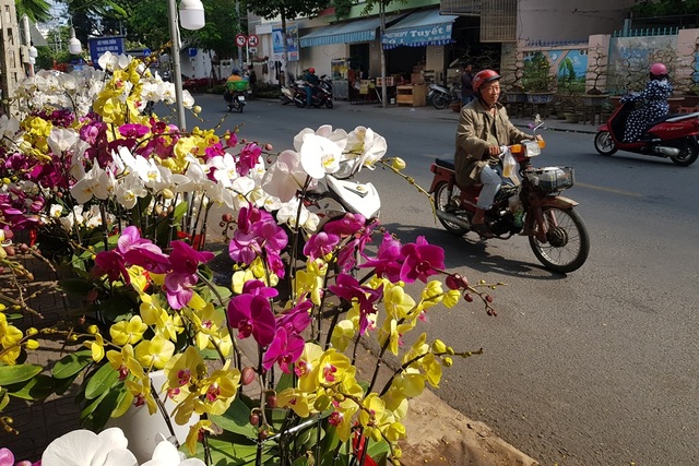 Nha Trang ngập tràn sắc xuân, du khách háo hức dạo phố đèn lồng - 2