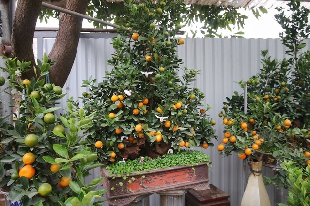 Những loại cây hợp phong thủy, làm đẹp nhà không thể thiếu dịp đầu năm mới - 3 Những loại cây hợp phong thủy, làm đẹp nhà không thể thiếu dịp đầu năm mới - 3