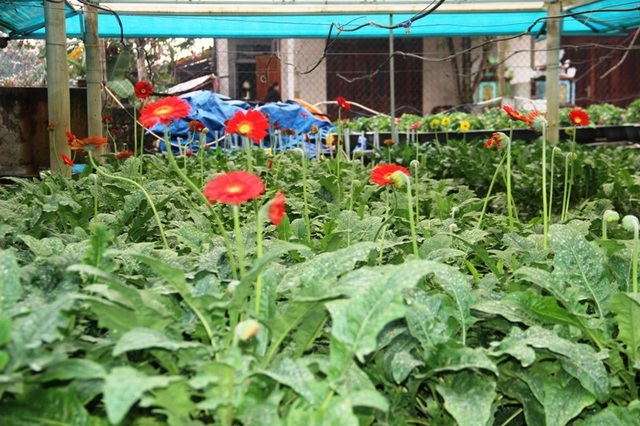Những loại cây hợp phong thủy, làm đẹp nhà không thể thiếu dịp đầu năm mới - 7 Những loại cây hợp phong thủy, làm đẹp nhà không thể thiếu dịp đầu năm mới - 7