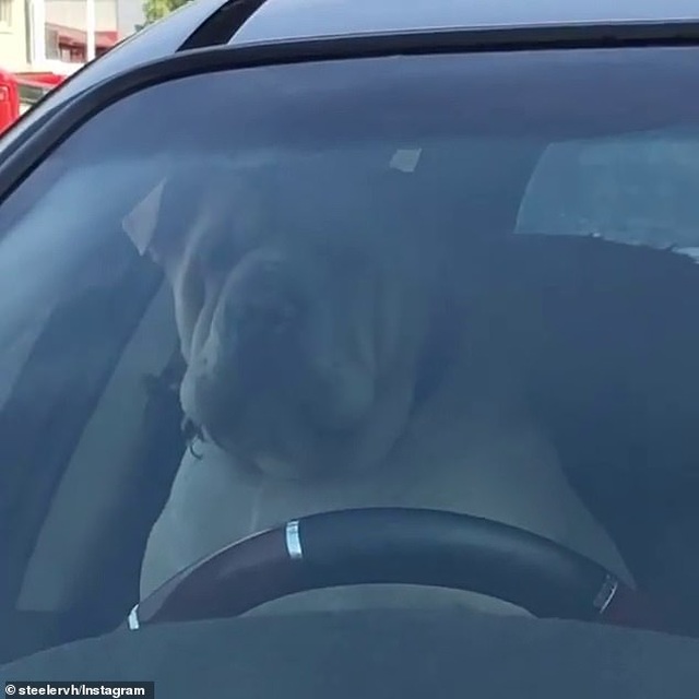 Chó bấm còi inh ỏi vì bị chủ bỏ quên trên xe ô tô