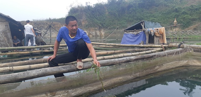Nuôi cá rô phi khủng, Tết bắt lên bán giá gần 500 ngàn đồng/con - 1 Nuôi cá rô phi khủng, Tết bắt lên bán giá gần 500 ngàn đồng/con - 1