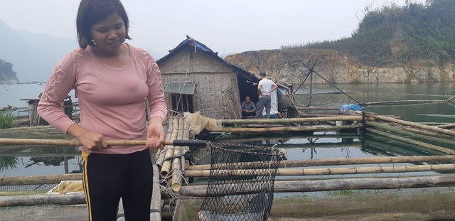 Nuôi cá rô phi khủng, Tết bắt lên bán giá gần 500 ngàn đồng/con - 2 Nuôi cá rô phi khủng, Tết bắt lên bán giá gần 500 ngàn đồng/con - 2