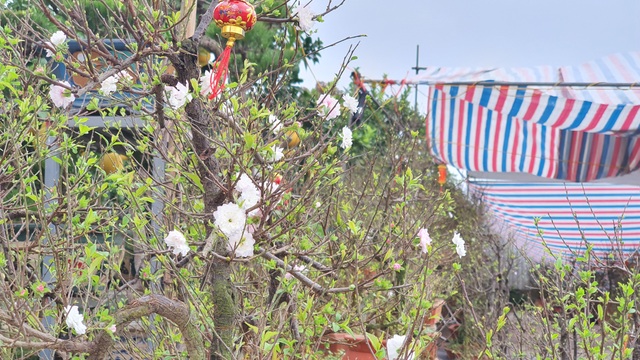 Nhất chi mai to nhiều tiền, dân sành Hà thành mua cây nhỏ để bàn chơi Tết - 3 Nhất chi mai to nhiều tiền, dân sành Hà thành mua cây nhỏ để bàn chơi Tết - 3