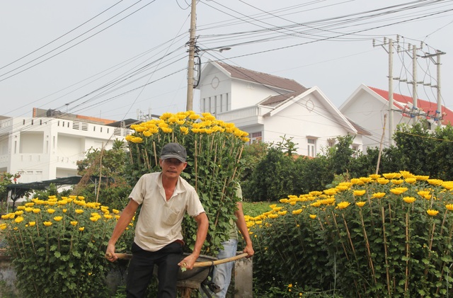 Cận Tết: Vựa hoa cúc đại đóa lớn nhất Phú Yên nhộn nhịp xuất hàng - 7 Cận Tết: Vựa hoa cúc đại đóa lớn nhất Phú Yên nhộn nhịp xuất hàng - 7